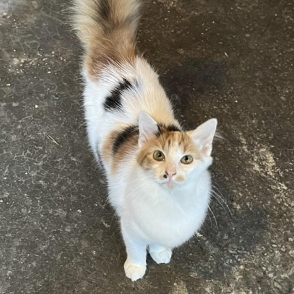 Enlarge Miss Kitty, a Adoptable Domestic Medium Hair in Mocksville, NC image 2/2