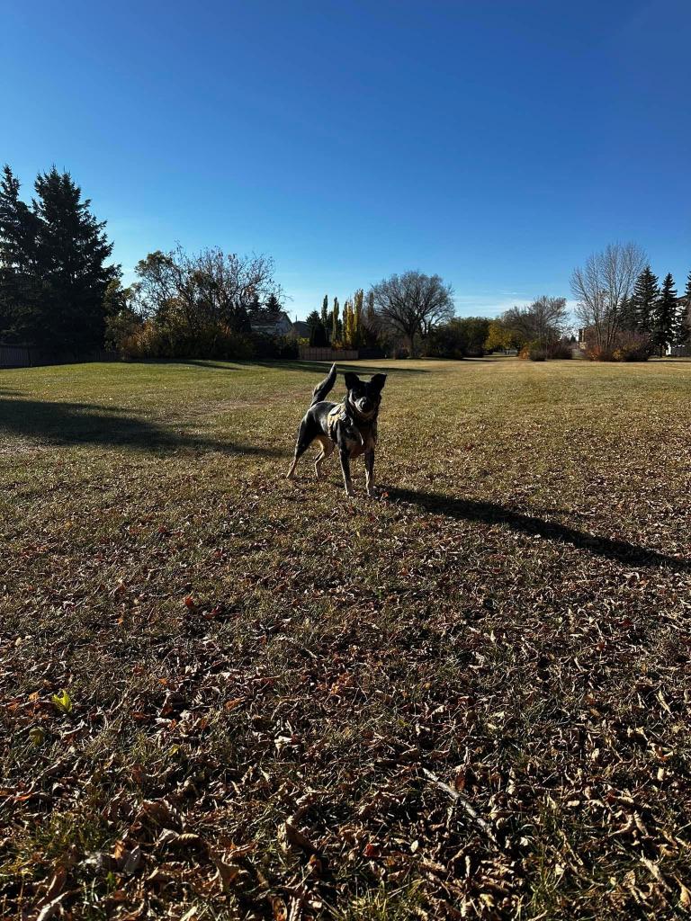 Enlarge Indie, a Adoptable mixed breed in Didsbury, AB image 1/4
