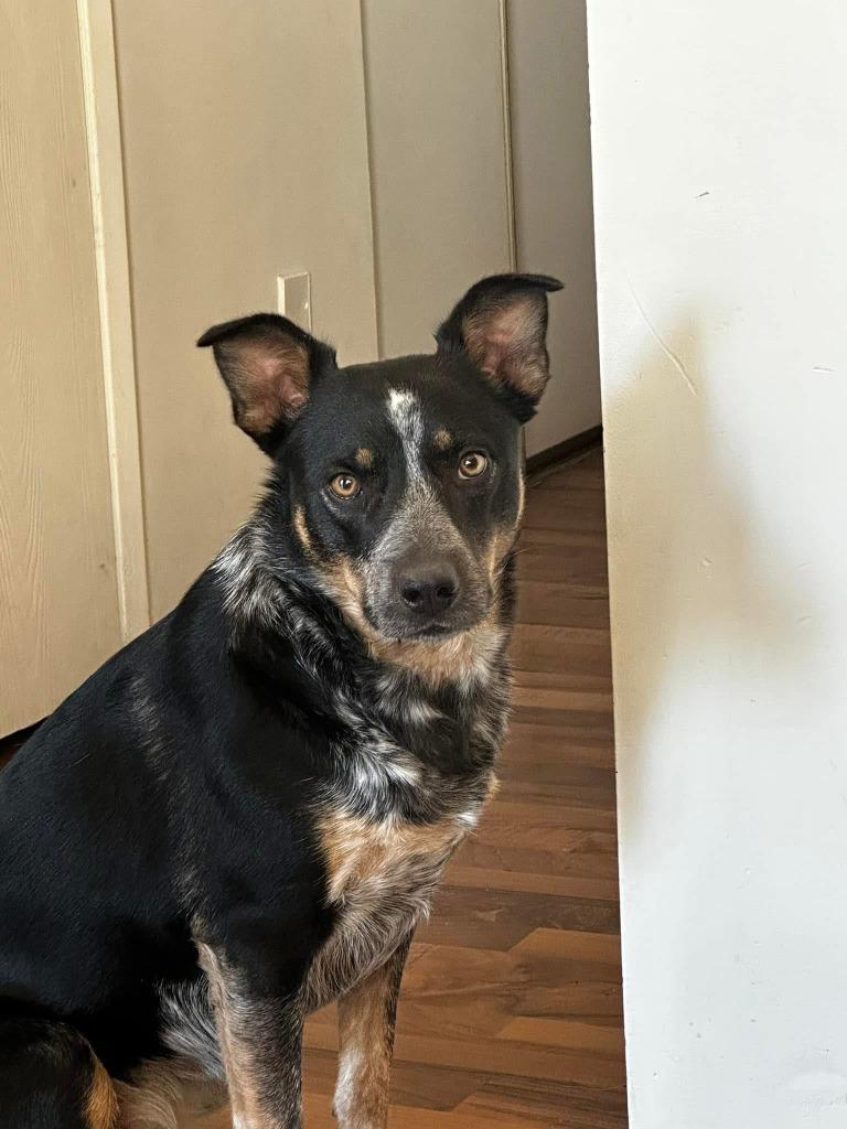 Enlarge Indie, a Adoptable mixed breed in Didsbury, AB image 2/4