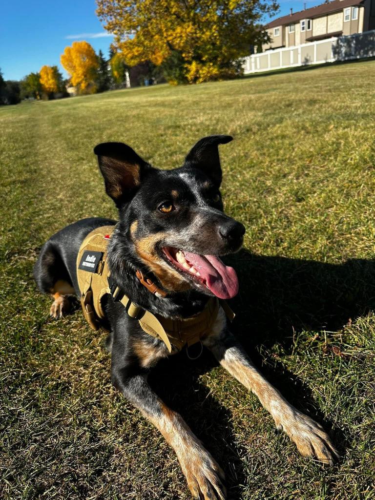 Enlarge Indie, a Adoptable mixed breed in Didsbury, AB image 3/4