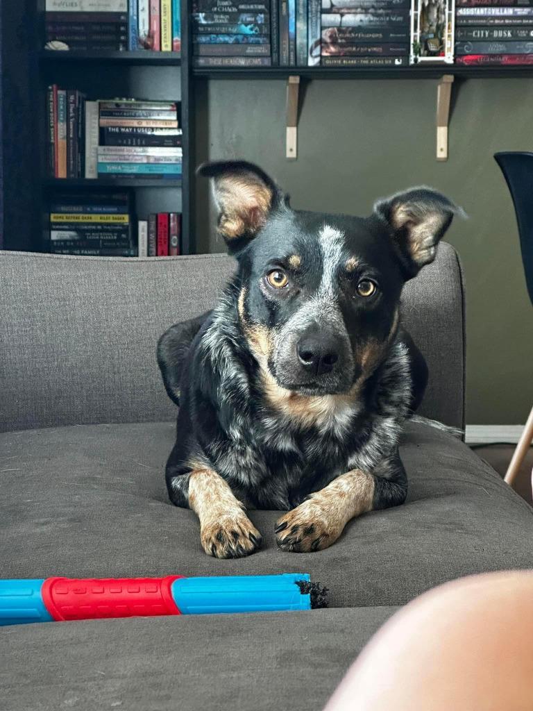 Enlarge Indie, a Adoptable mixed breed in Didsbury, AB image 4/4