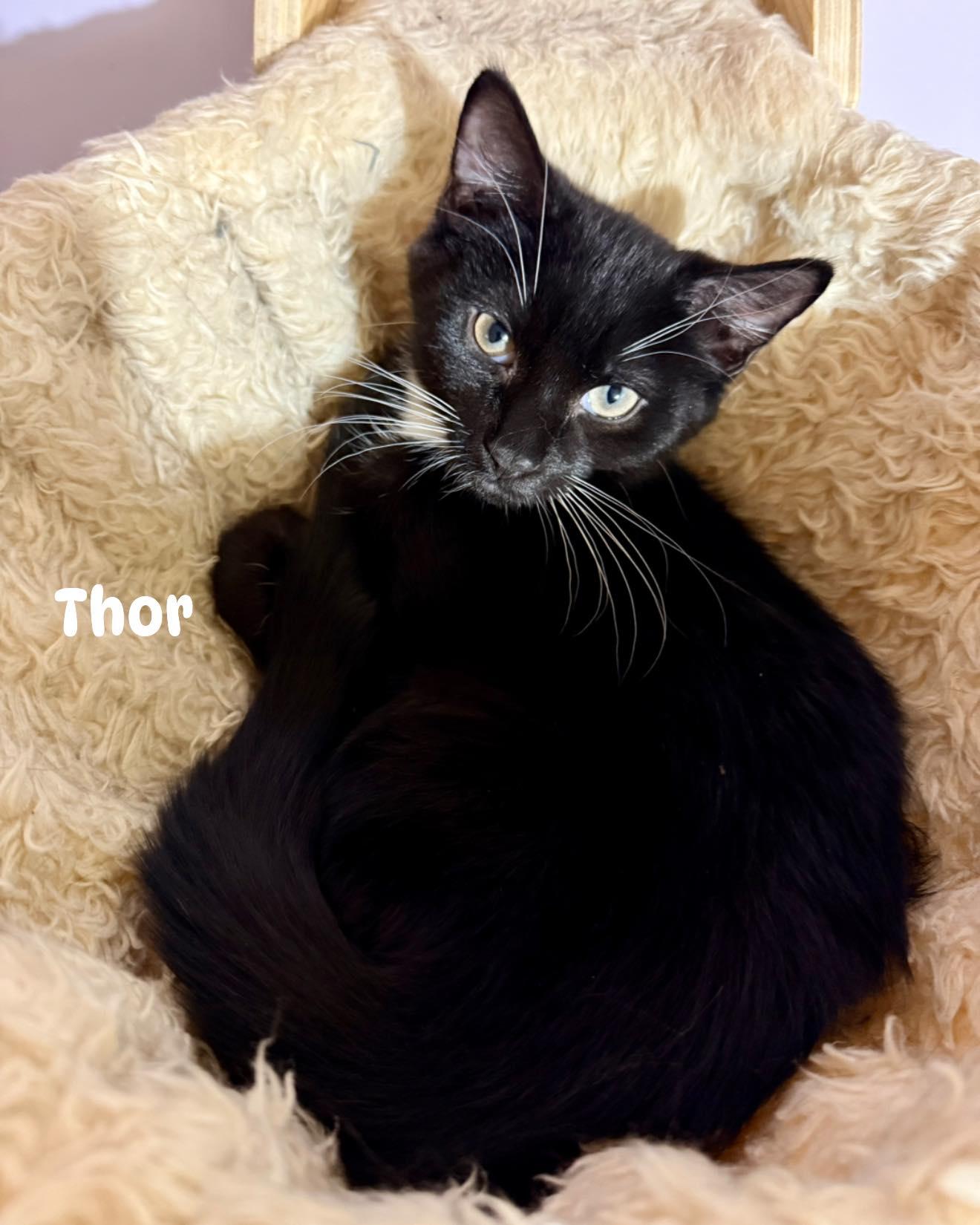 Clark, Thor and Toby