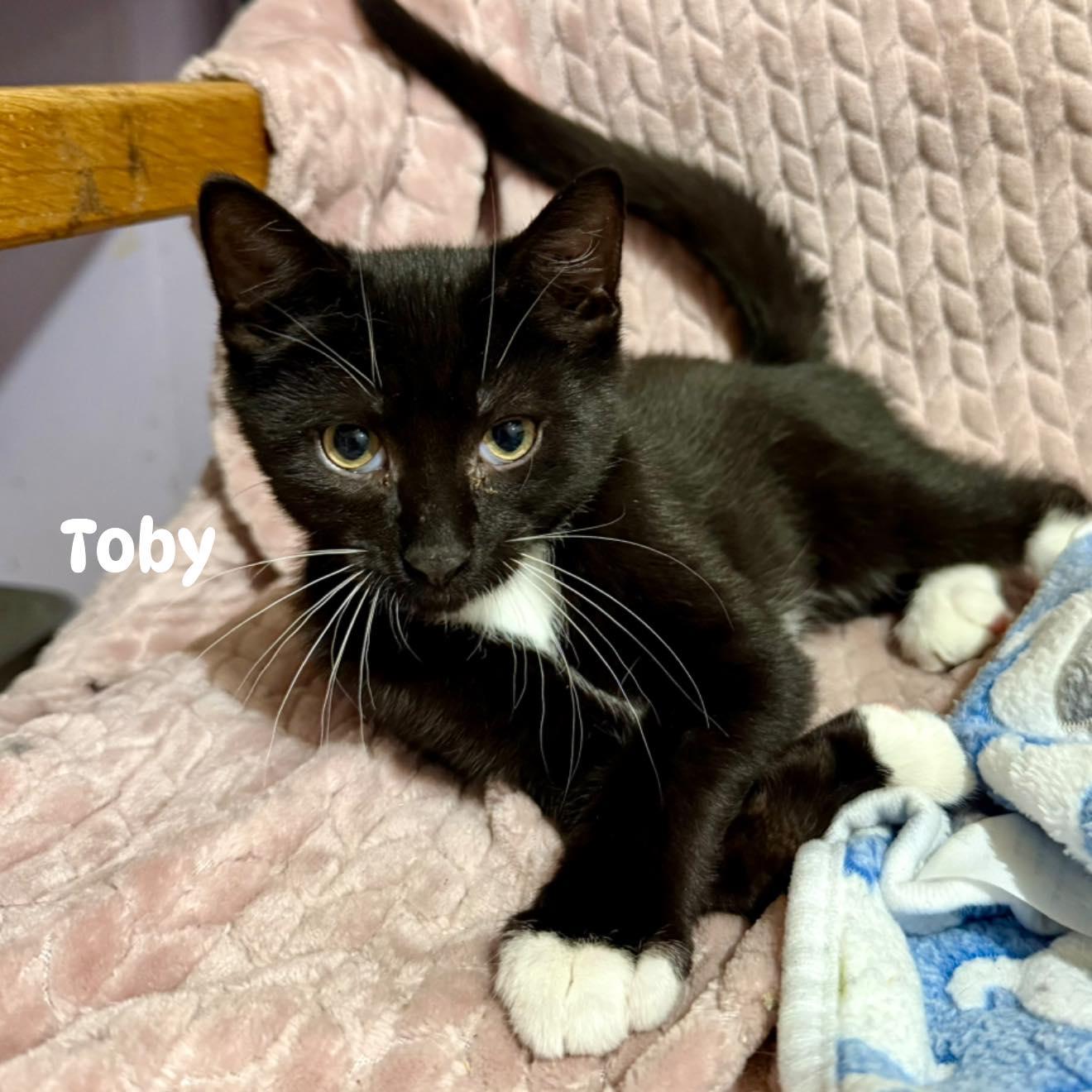 Clark, Thor and Toby