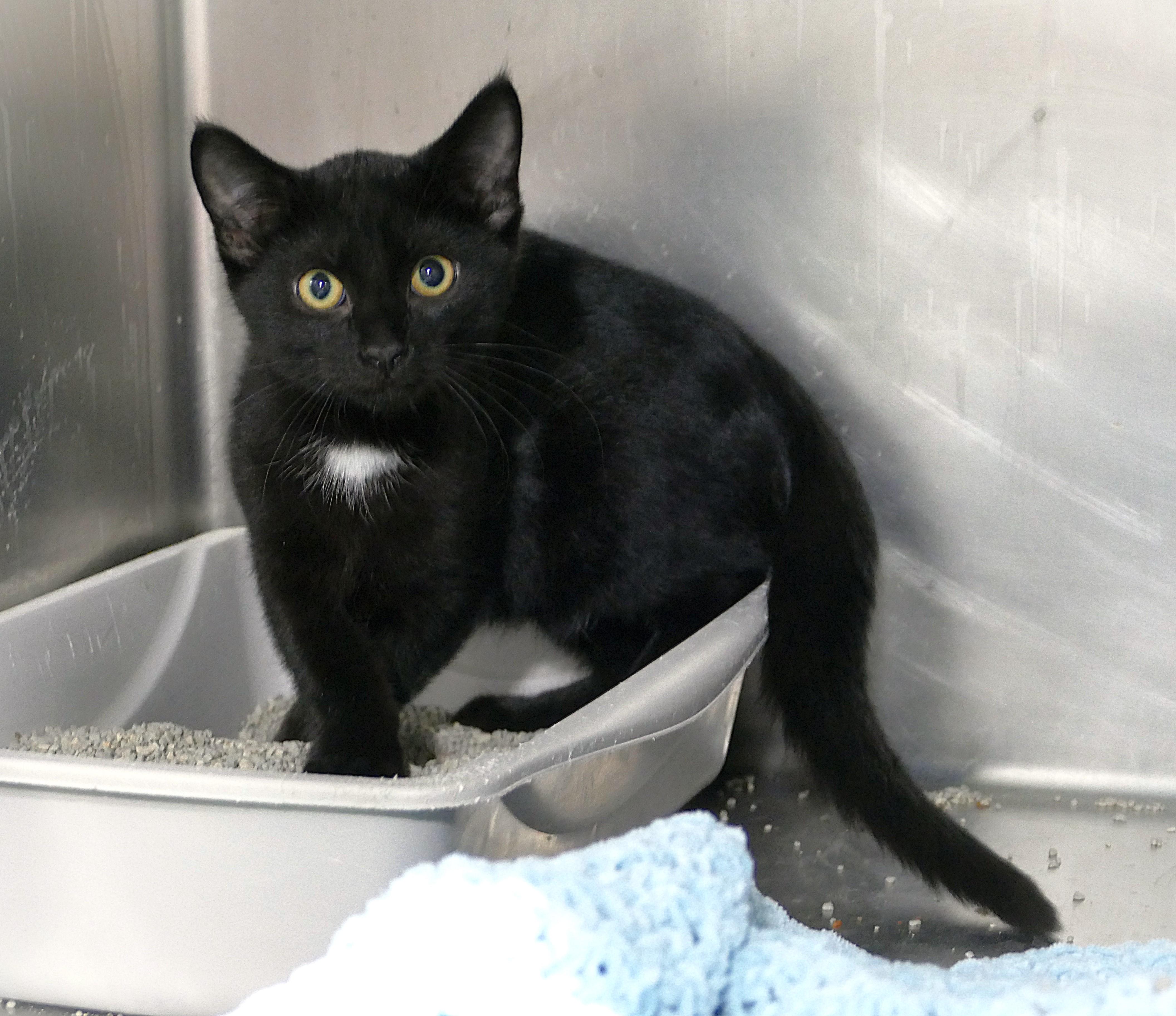 BAJA, ADOPTABLE, Kitten Male Domestic Short Hair.
