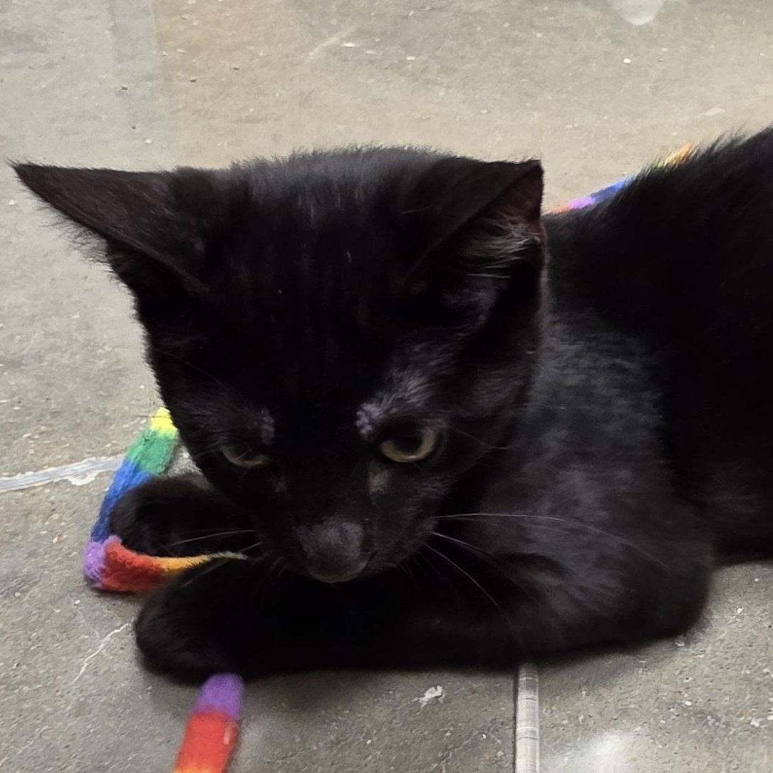 Enlarge Linton, an adopted Domestic Short Hair in Plymouth, MA image 3/6