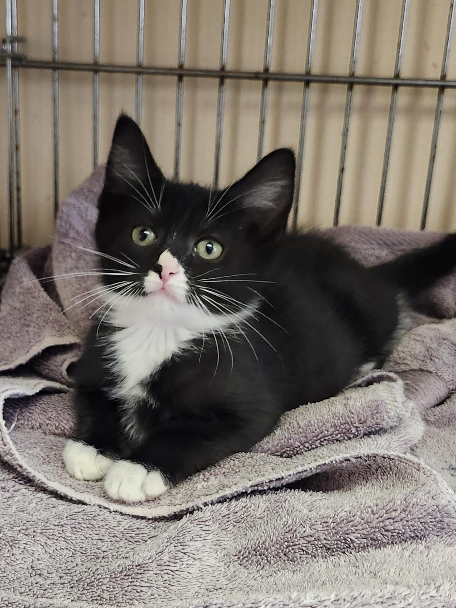 Laurel, adopted, Kitten Female Domestic Short Hair & Tuxedo.