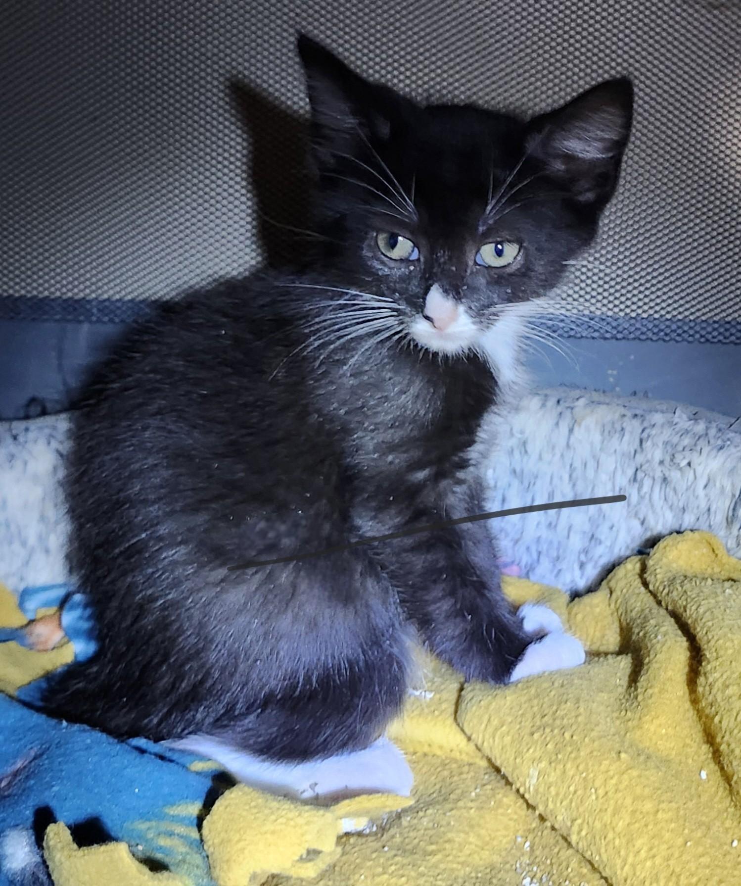 Enlarge Laurel, an adopted mixed breed in East Brunswick, NJ image 2/5