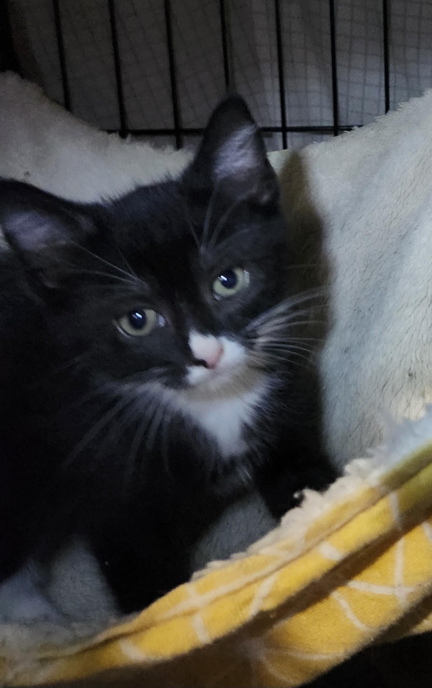 Enlarge Laurel, an adopted mixed breed in East Brunswick, NJ image 4/5