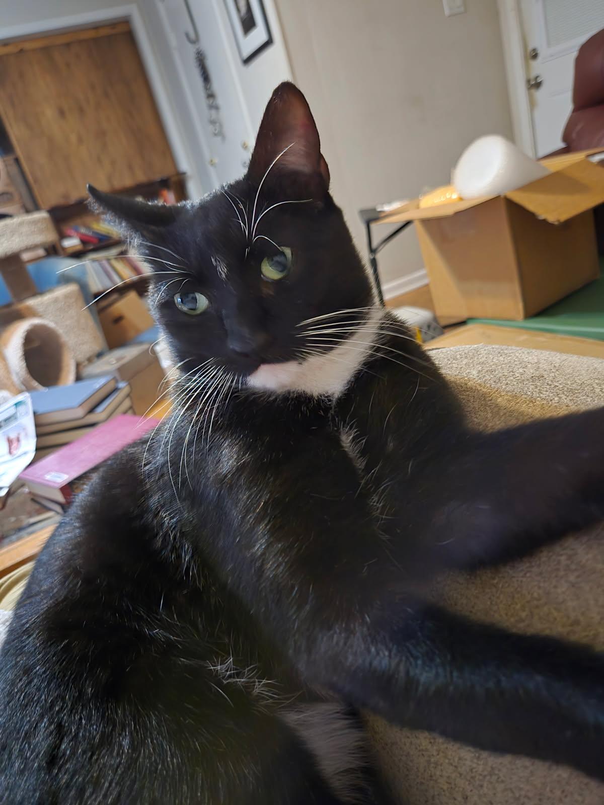Enlarge Charlie, a Adoptable mixed breed in Pineville, LA image 1/2