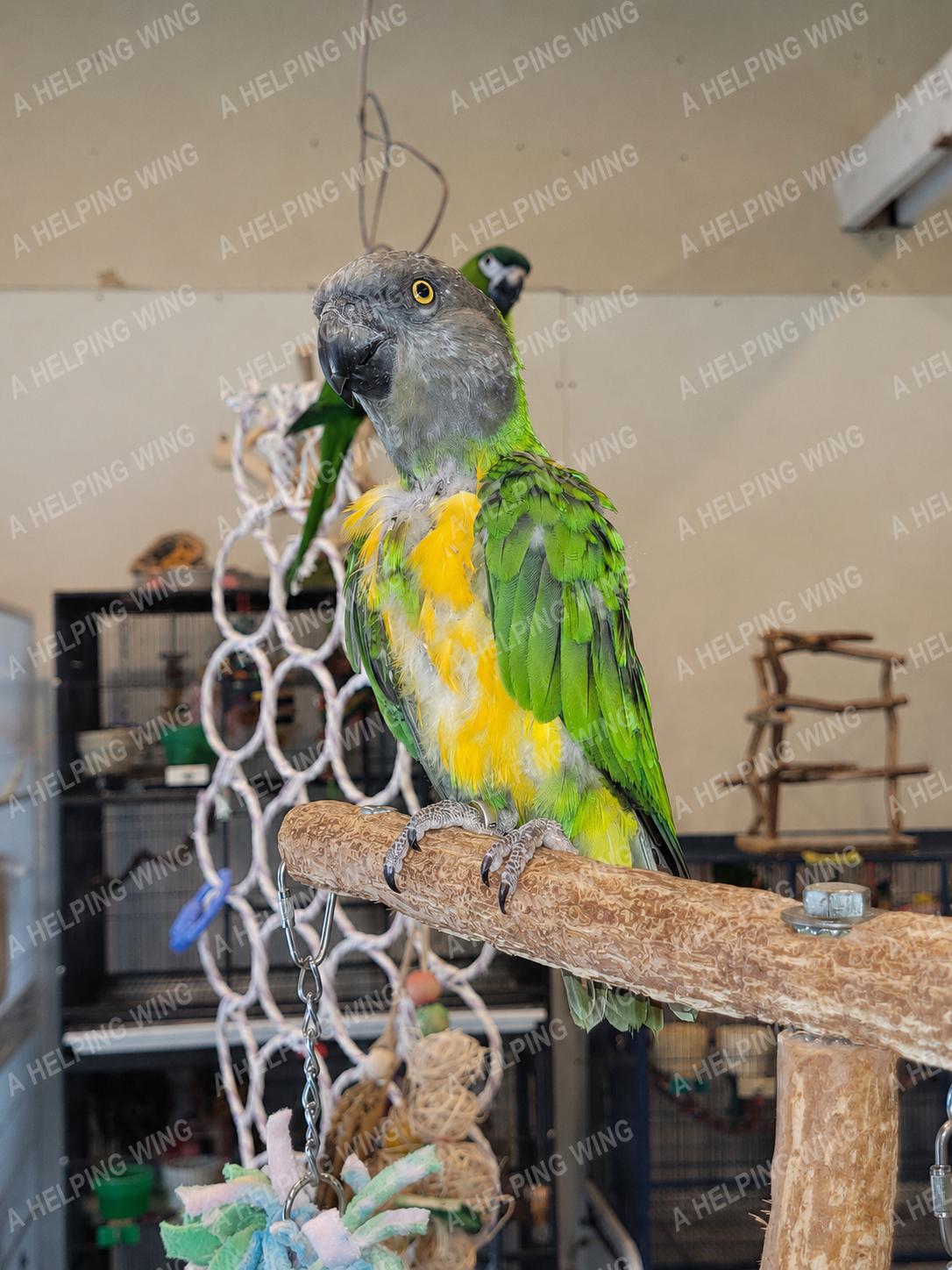 Gobo, ADOPTABLE, Adult Male Poicephalus / Senegal.