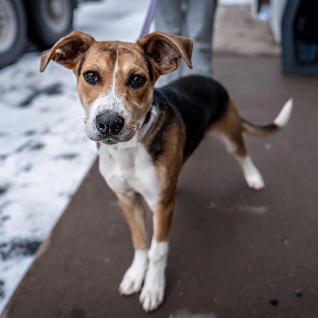 Prince, Adoptable, Young Male Foxhound.
