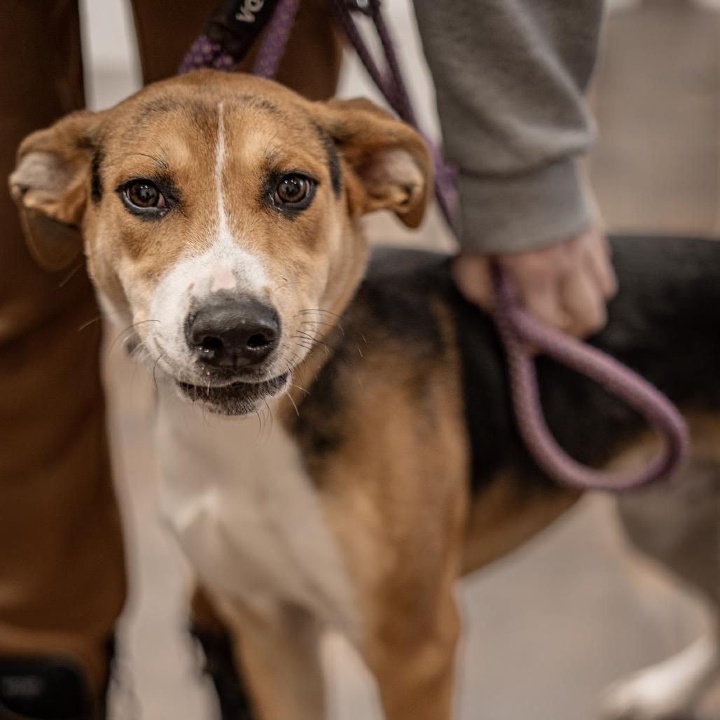 Enlarge Prince, a Adoptable mixed breed in Tomah, WI image 2/2