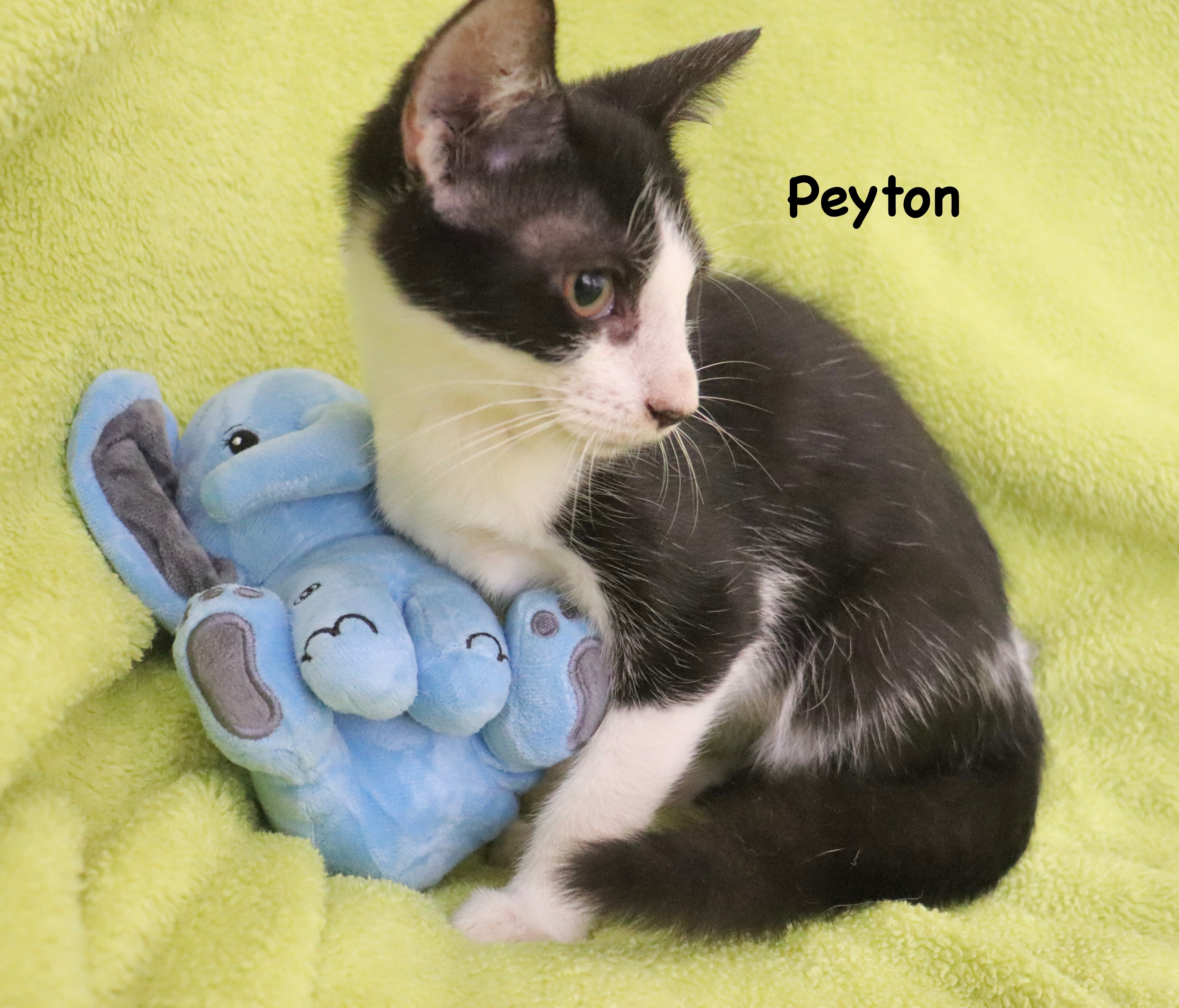 Enlarge Peyton, a Adoptable mixed breed in Saint Augustine, FL image 2/5