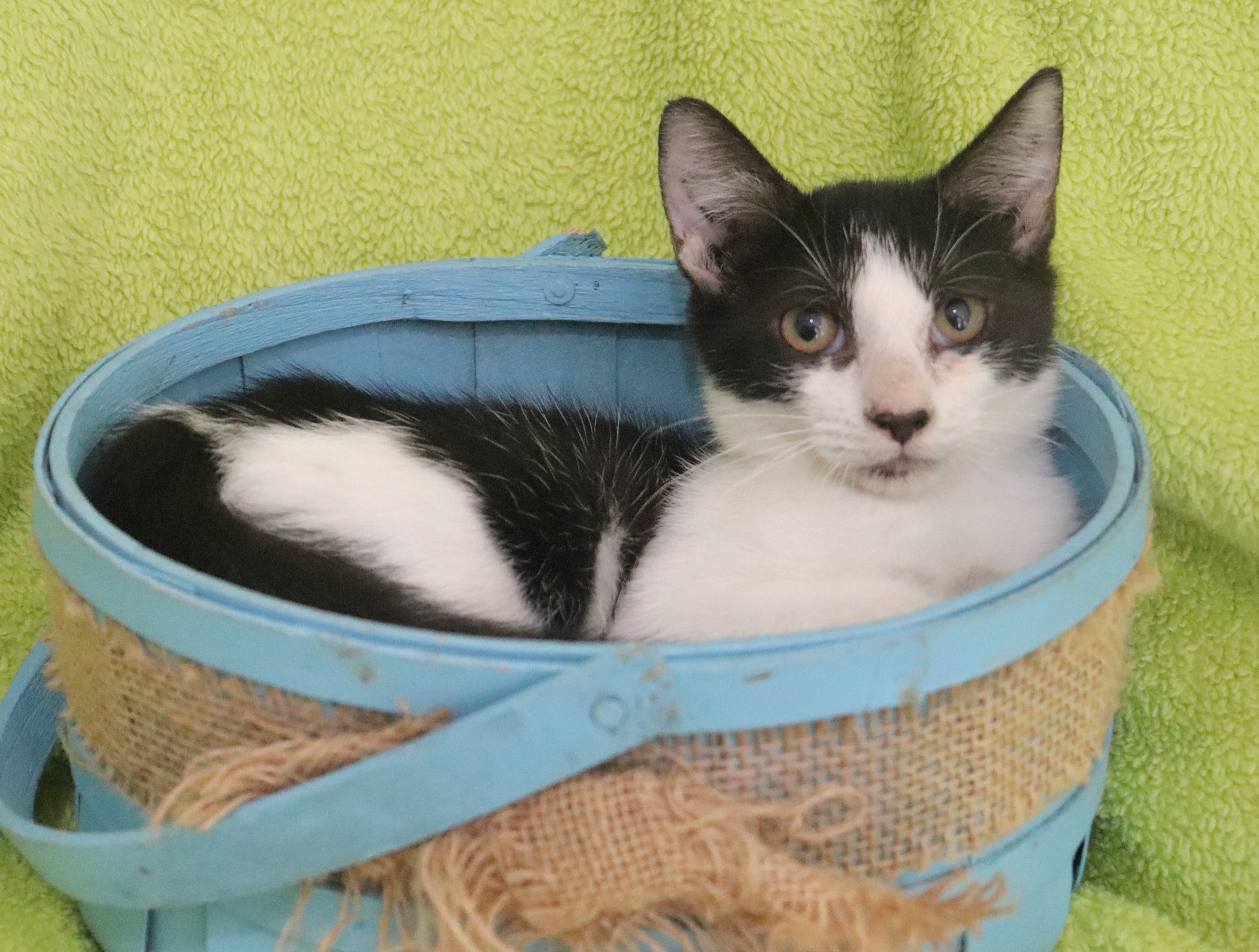 Enlarge Peyton, a Adoptable mixed breed in Saint Augustine, FL image 1/5