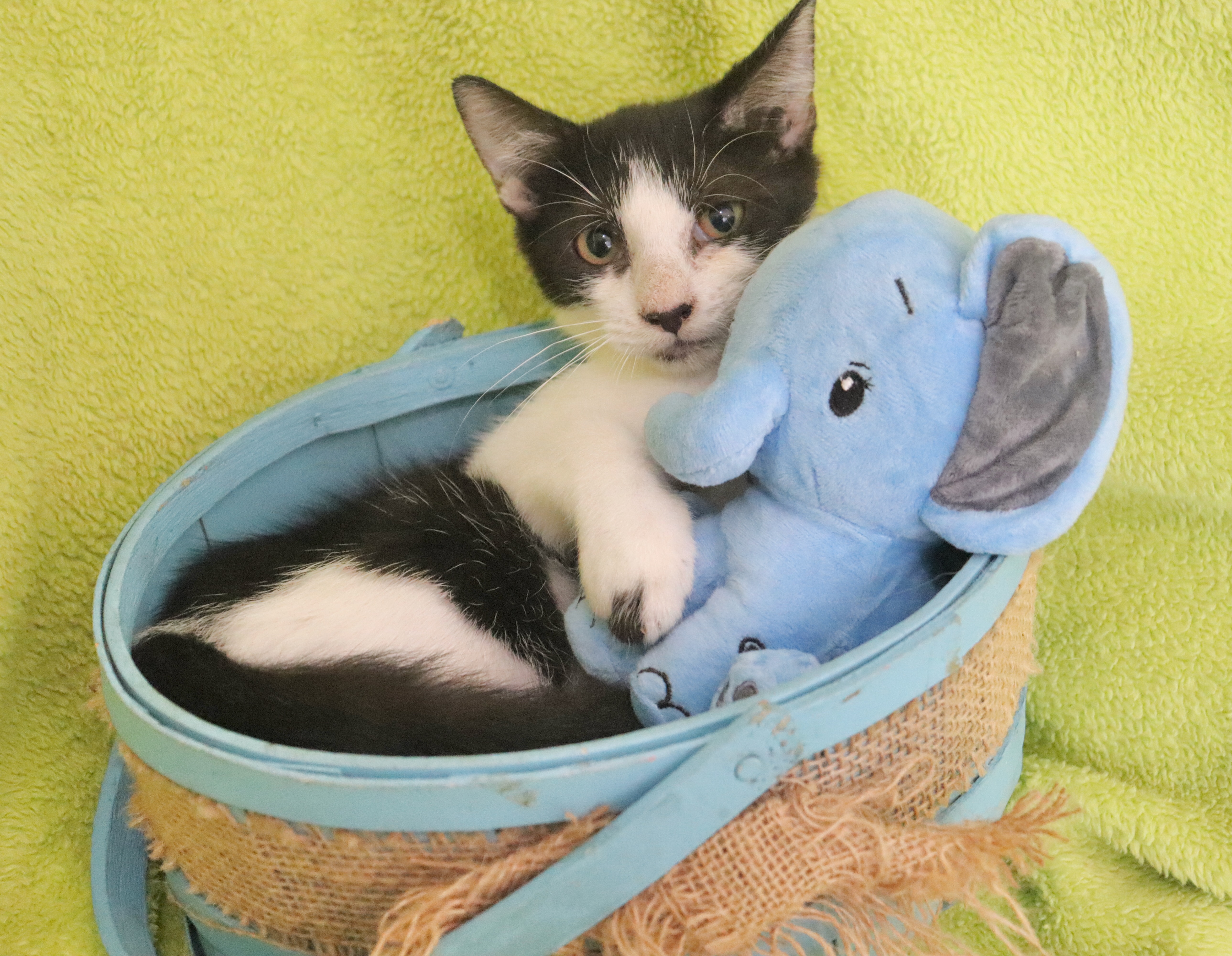 Enlarge Peyton, a Adoptable mixed breed in Saint Augustine, FL image 5/5