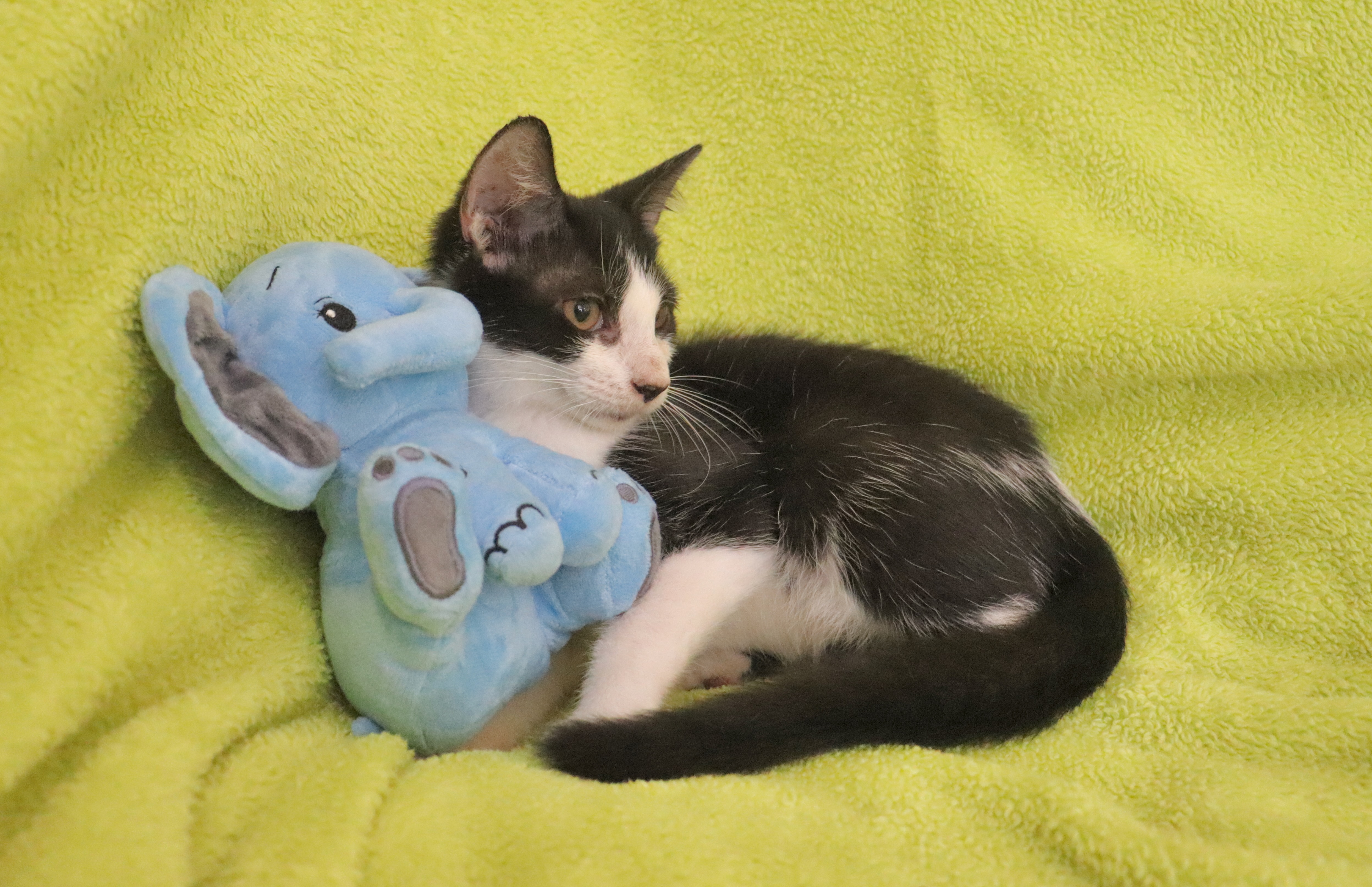 Enlarge Peyton, a Adoptable mixed breed in Saint Augustine, FL image 4/5