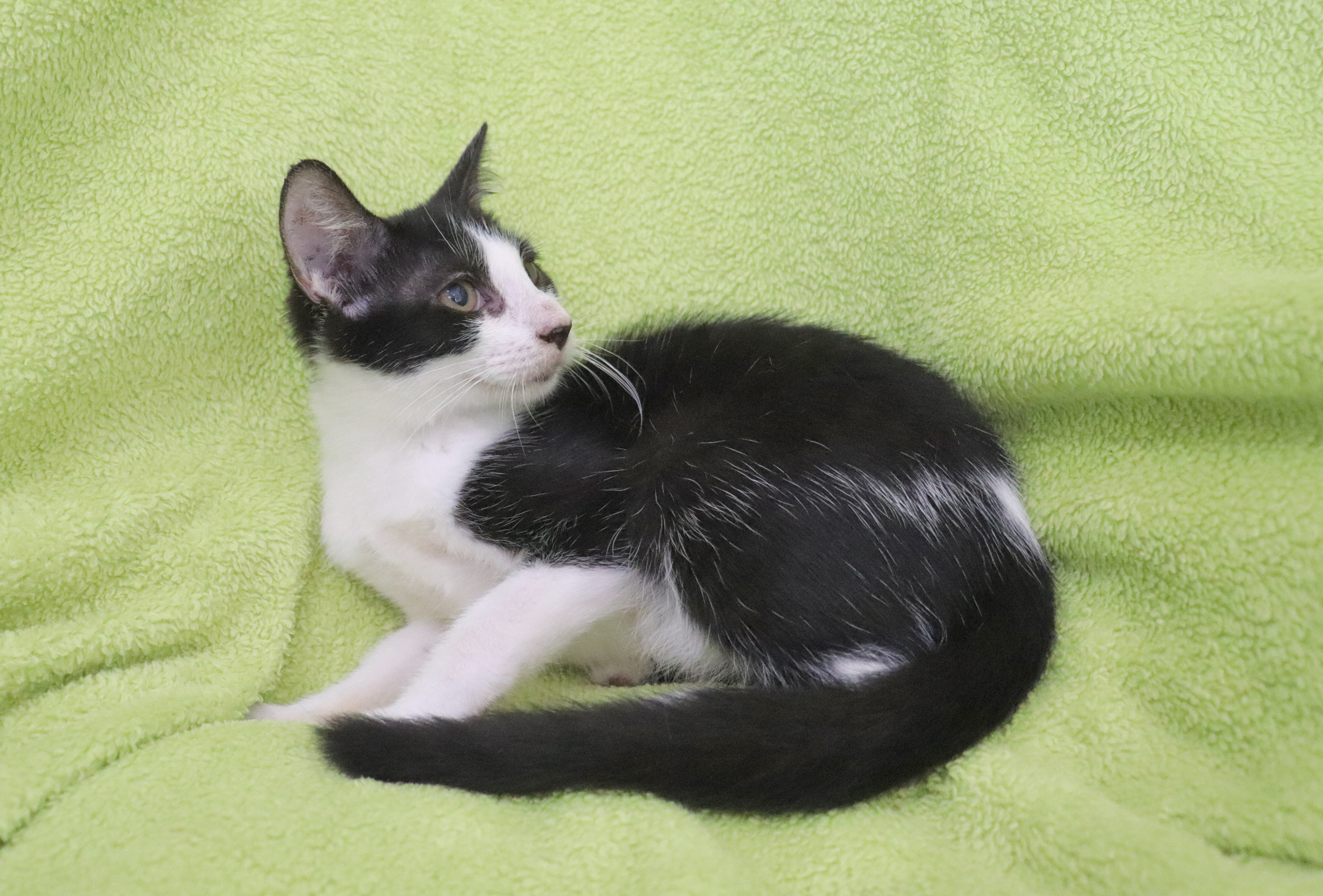 Enlarge Peyton, a Adoptable mixed breed in Saint Augustine, FL image 3/5