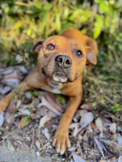 Enlarge Blaze, a Adoptable mixed breed in New Orleans, LA image 1/2