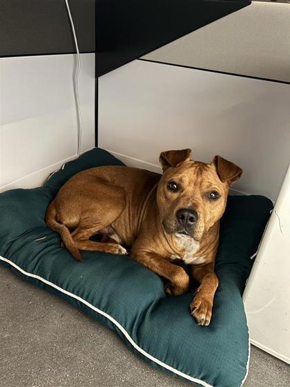 Enlarge Blaze, a Adoptable mixed breed in New Orleans, LA image 2/2