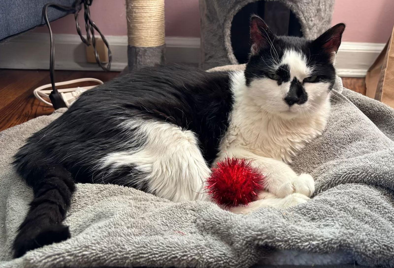 Scarlett — thumbnail 2