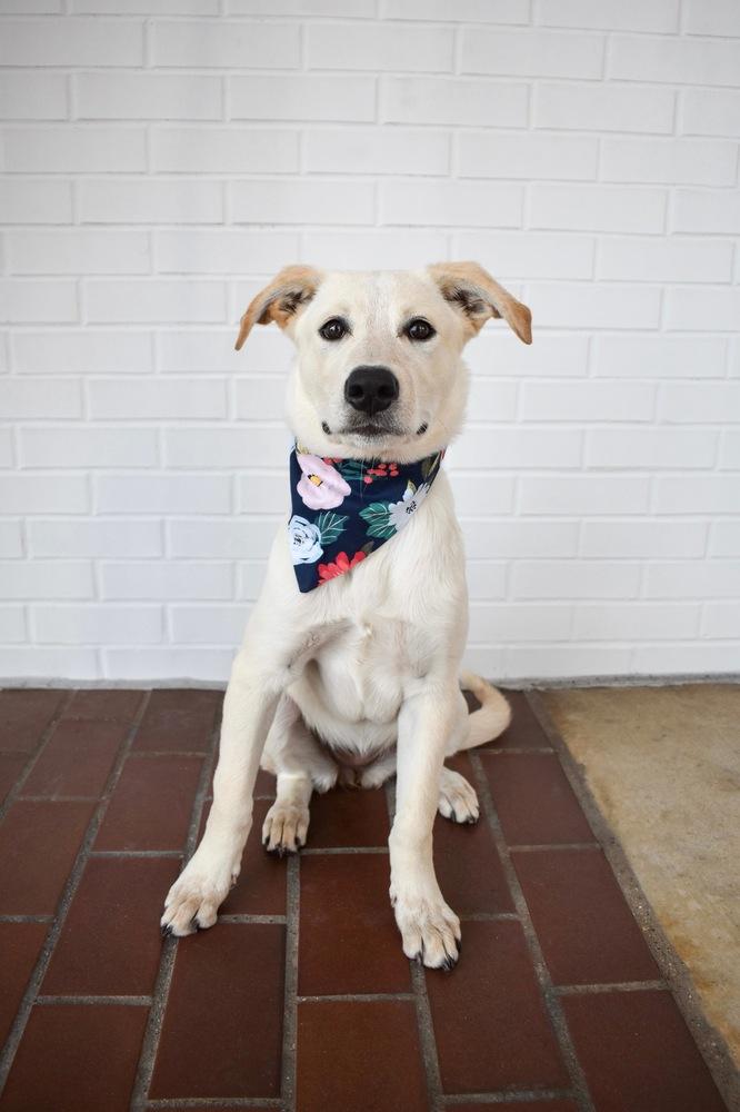 Buttercup, Adoptable, Puppy Female Australian Cattle Dog / Blue Heeler & German Shepherd Dog.