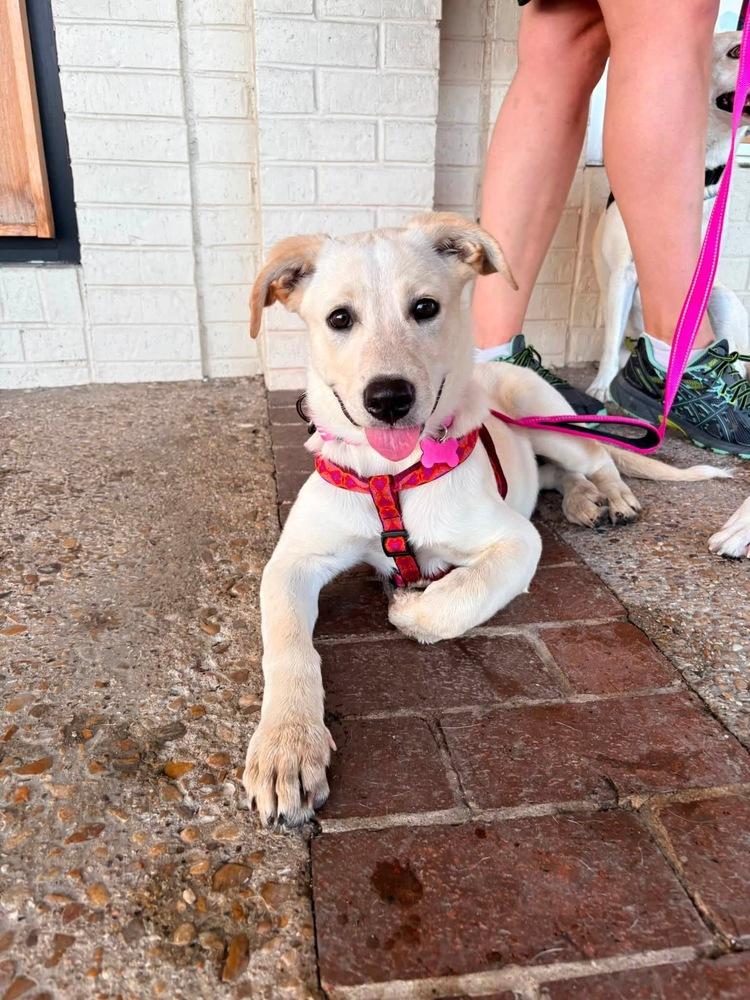 Buttercup, a Adoptable mixed breed in Frisco, TX image 2/6