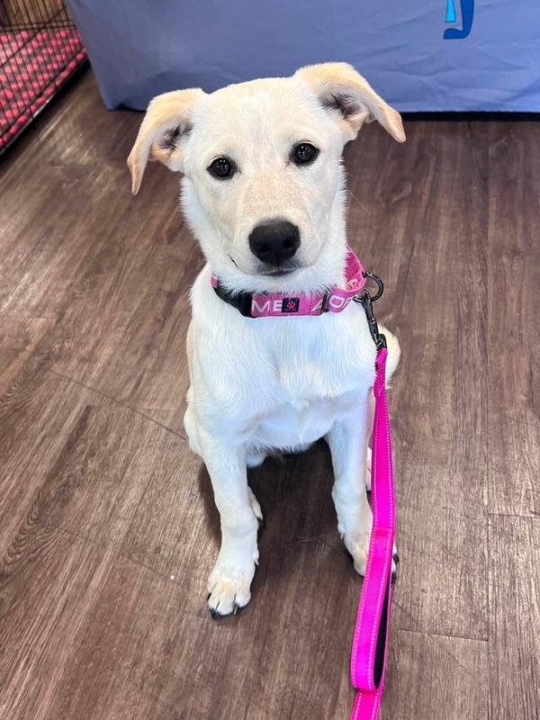 Buttercup, a Adoptable mixed breed in Frisco, TX image 3/6