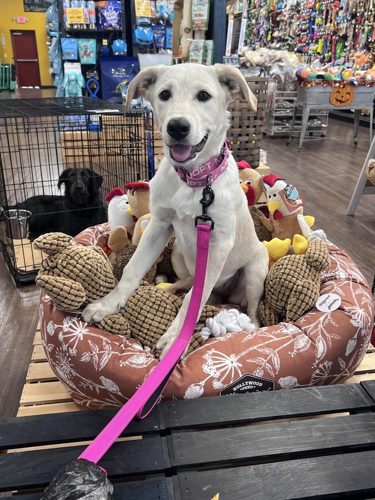 Buttercup, a Adoptable mixed breed in Frisco, TX image 4/6