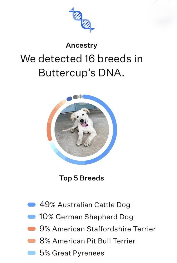 Buttercup, a Adoptable mixed breed in Frisco, TX image 5/6