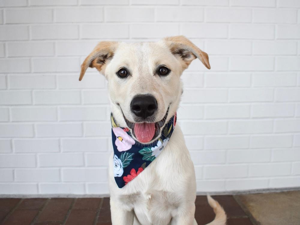 Enlarge Buttercup, a Adoptable mixed breed in Frisco, TX image 5/6
