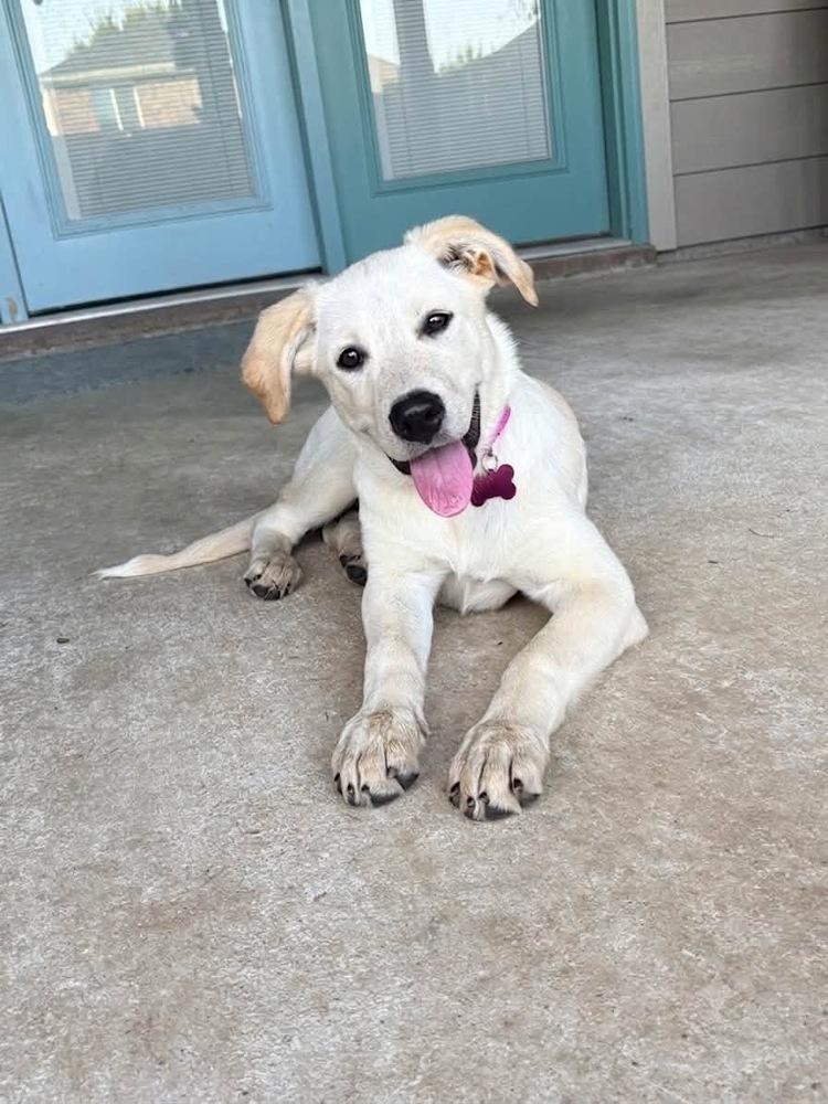 Buttercup, a Adoptable mixed breed in Frisco, TX image 6/6
