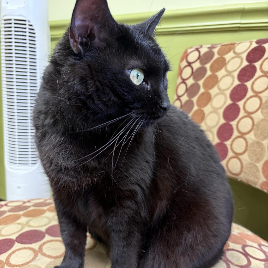 Enlarge Te-Ka, a Adoptable Domestic Short Hair in Bloomington, IL image 2/4