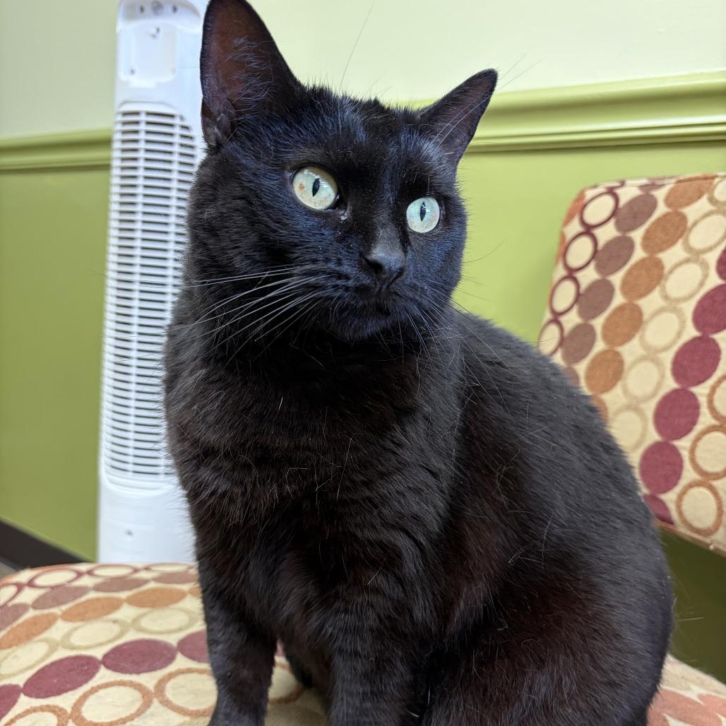 Enlarge Te-Ka, a Adoptable Domestic Short Hair in Bloomington, IL image 3/4