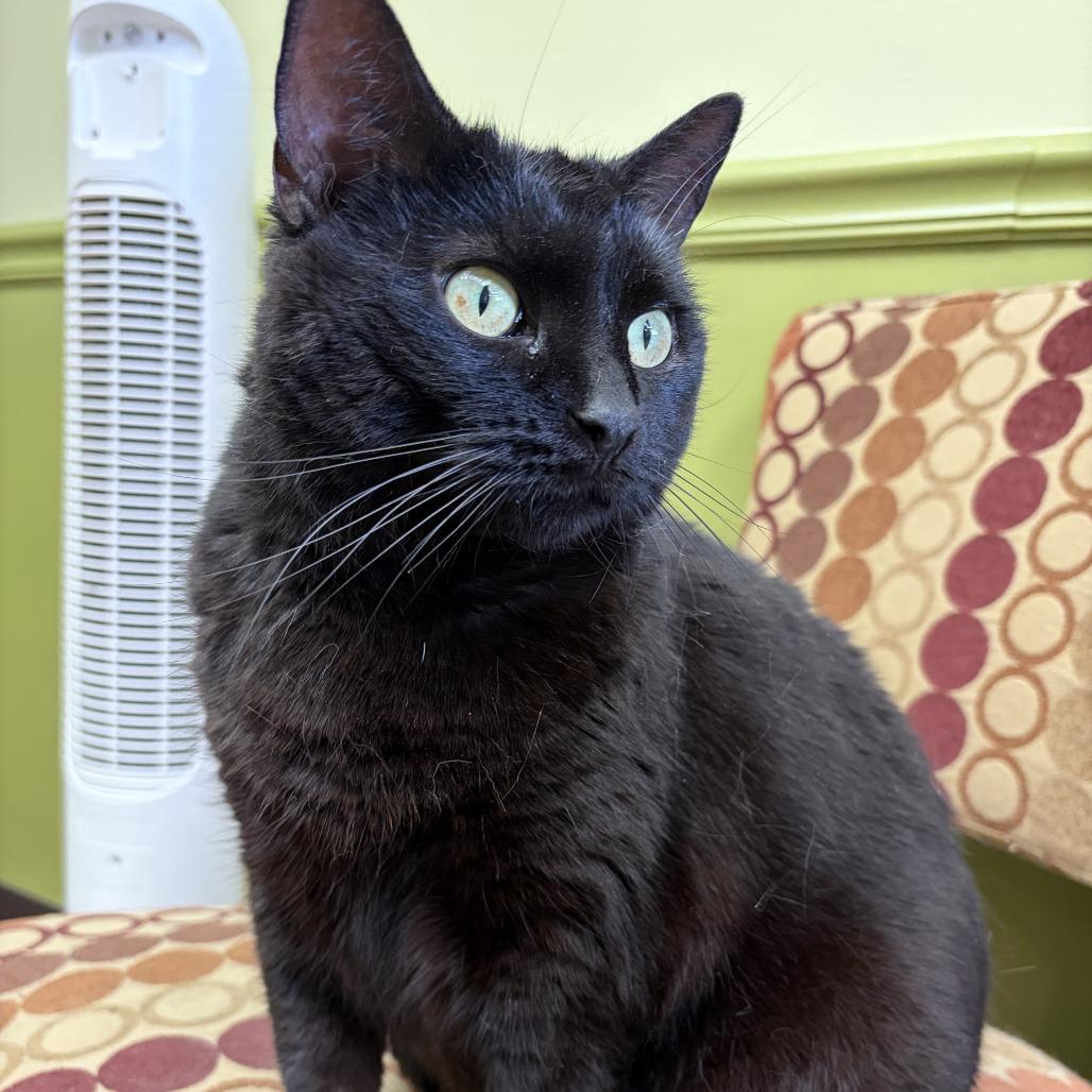 Enlarge Te-Ka, a Adoptable Domestic Short Hair in Bloomington, IL image 4/4