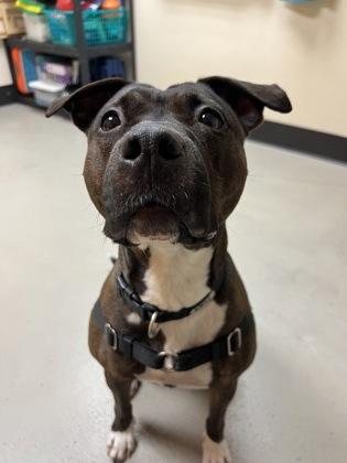 Enlarge Ruth, an adopted mixed breed in Bellingham, WA image 2/3