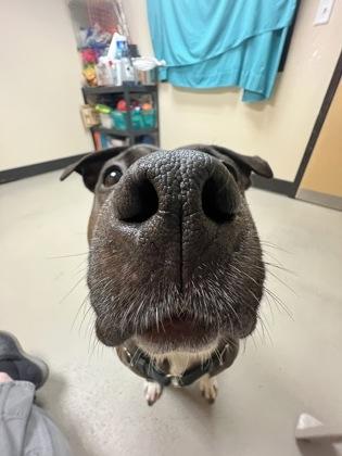 Enlarge Ruth, an adopted mixed breed in Bellingham, WA image 3/3