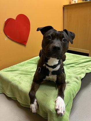 Enlarge Ruth, an adopted mixed breed in Bellingham, WA image 1/3