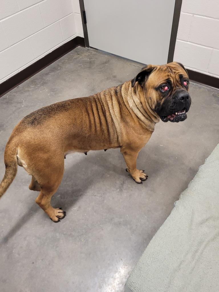 Puddles, Adoptable, Adult Female Cane Corso.