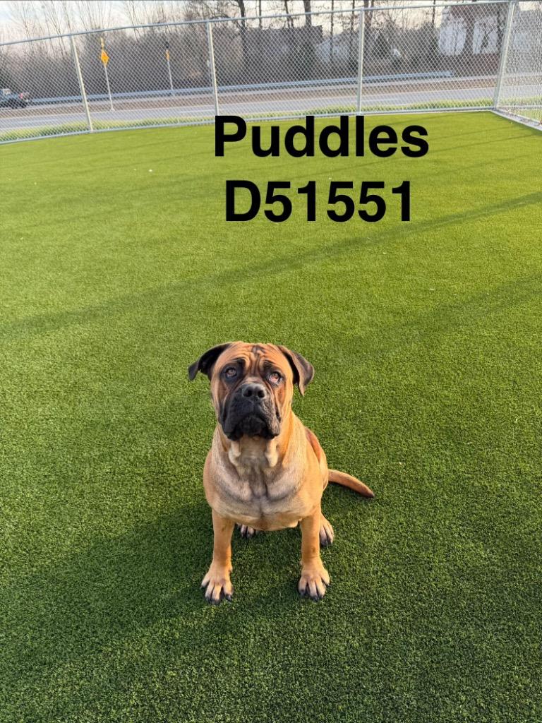 Enlarge Puddles, a Adoptable Cane Corso in Clarksville, TN image 2/5