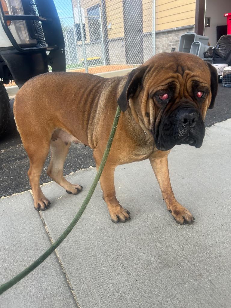 Enlarge Puddles, a Adoptable Cane Corso in Clarksville, TN image 3/5