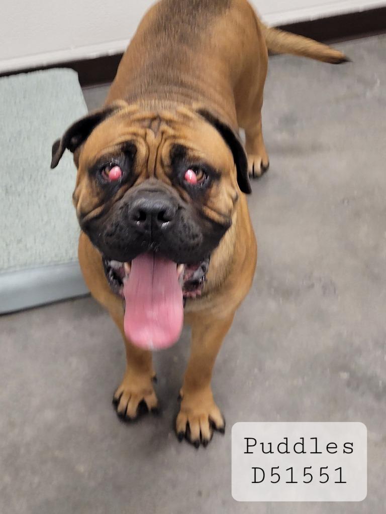 Enlarge Puddles, a Adoptable Cane Corso in Clarksville, TN image 4/5