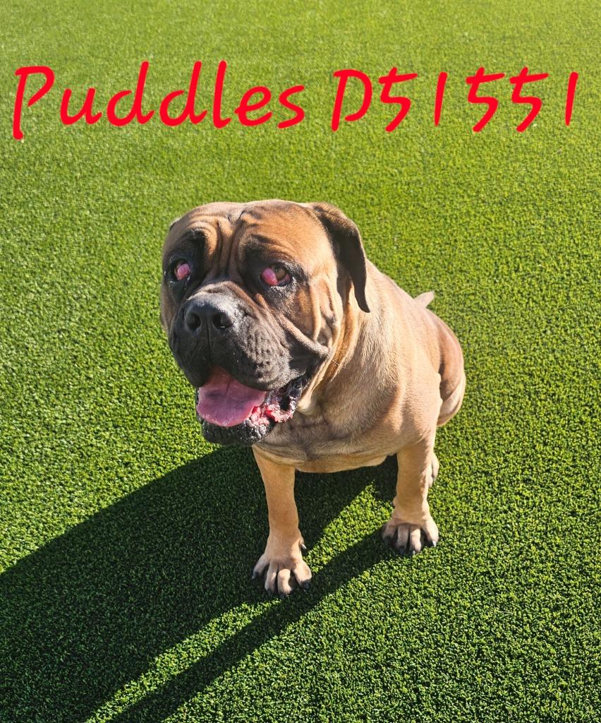 Enlarge Puddles, a Adoptable Cane Corso in Clarksville, TN image 5/5