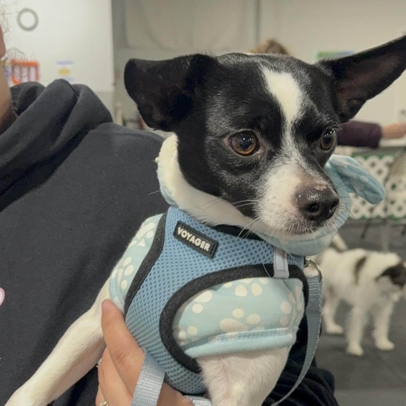 Enlarge Oakland, a Adoptable mixed breed in Copiague, NY image 1/6