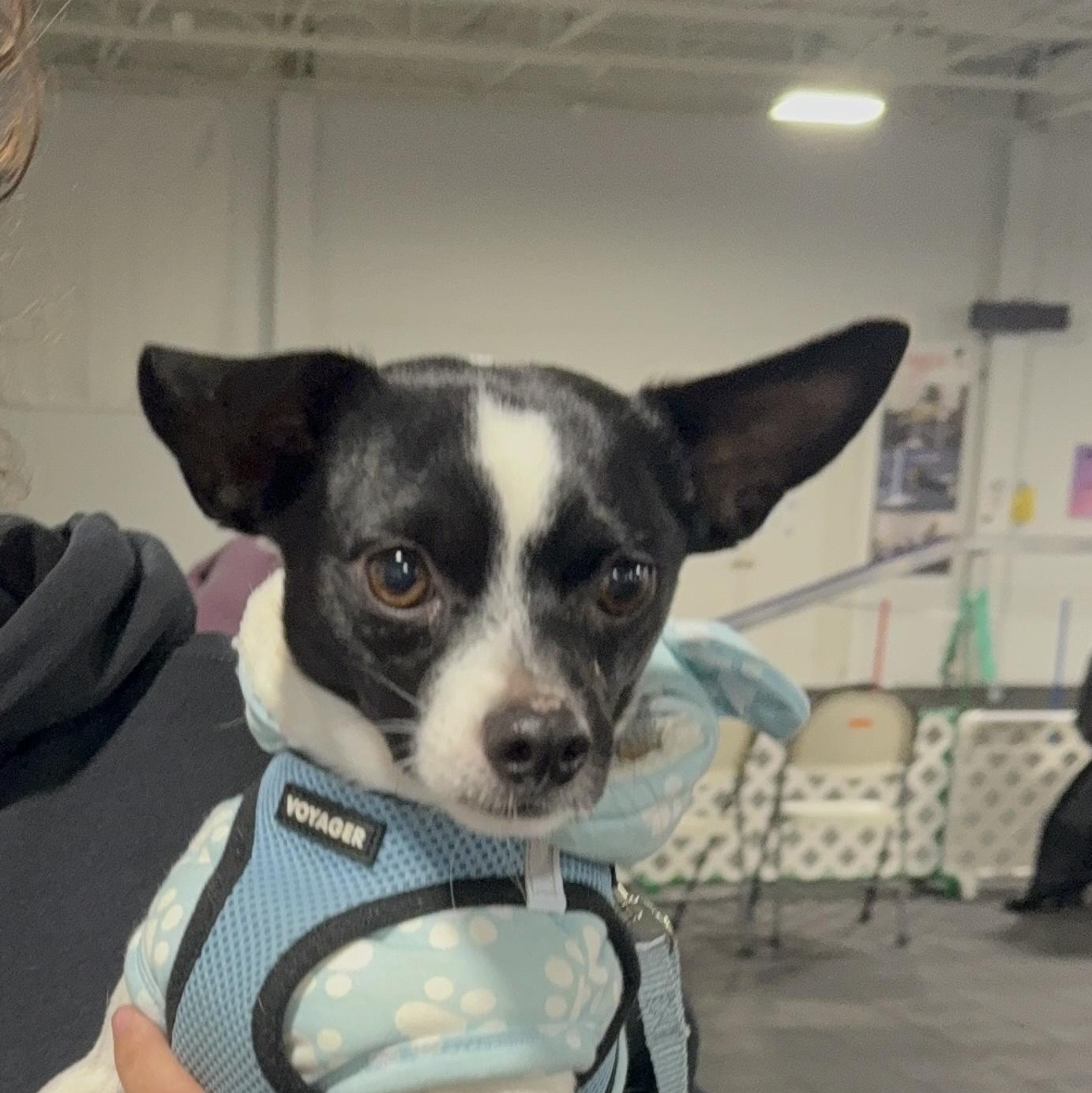 Enlarge Oakland, a Adoptable mixed breed in Copiague, NY image 2/6