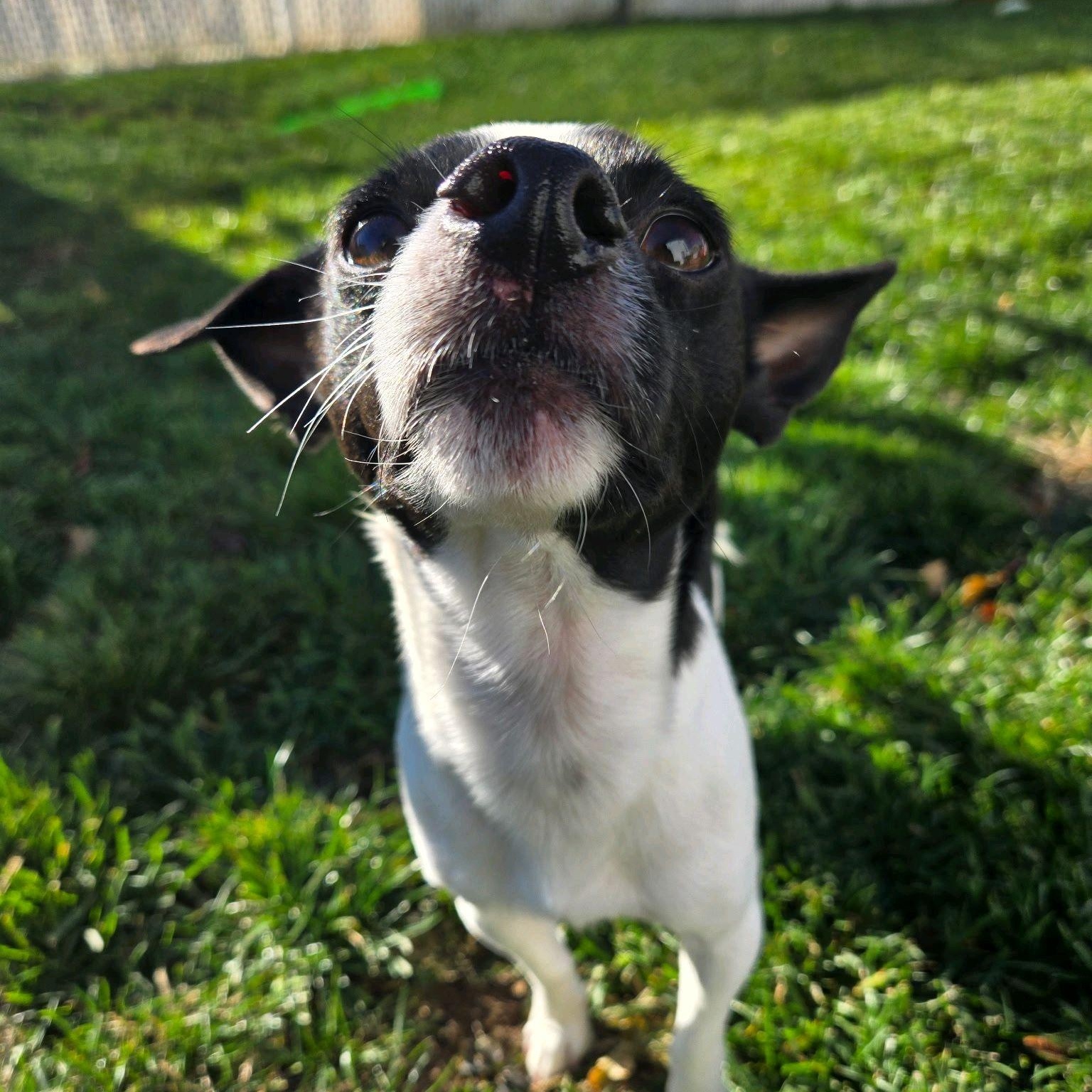 Enlarge Oakland, a Adoptable mixed breed in Copiague, NY image 5/6
