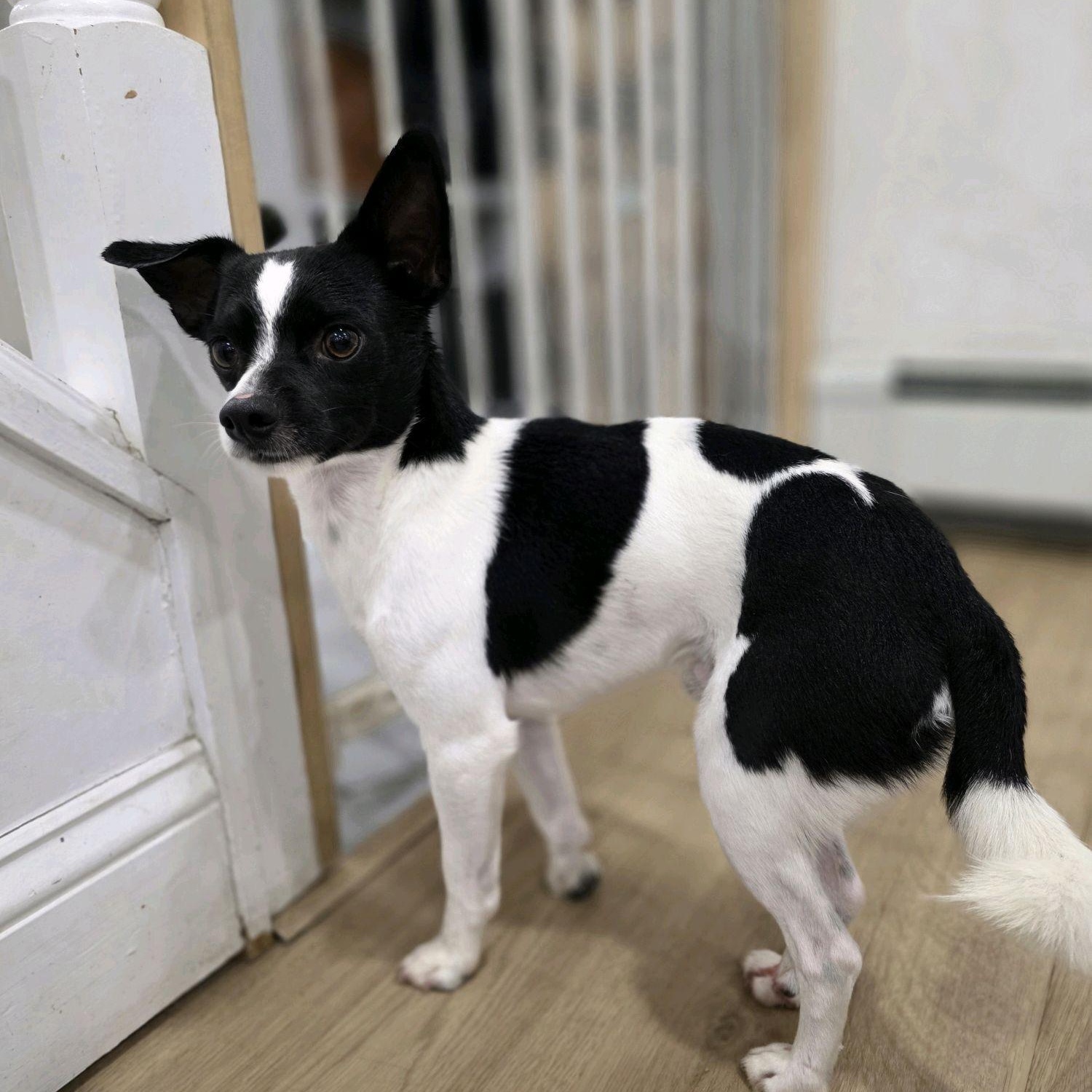 Enlarge Oakland, a Adoptable mixed breed in Copiague, NY image 4/6