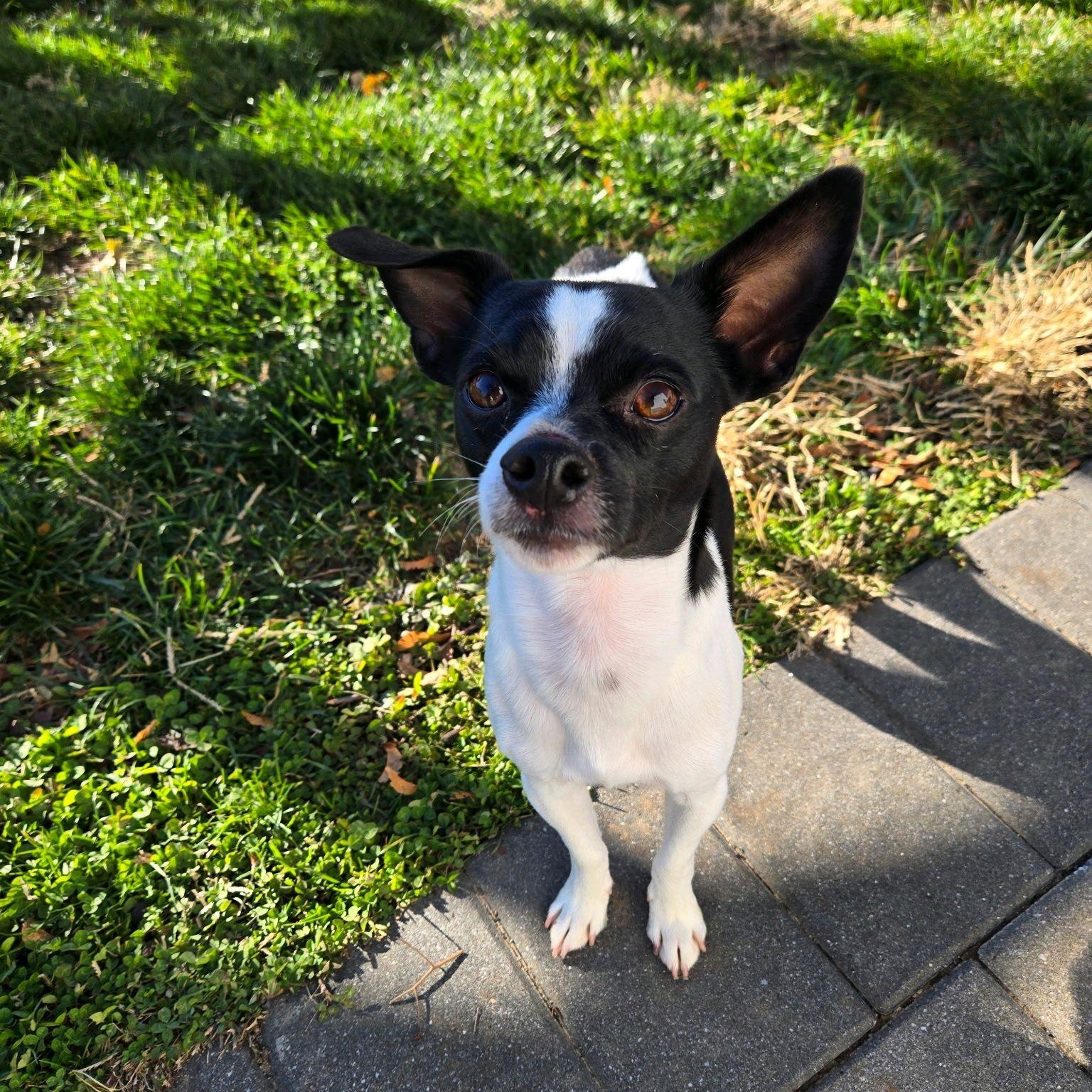 Enlarge Oakland, a Adoptable mixed breed in Copiague, NY image 3/6