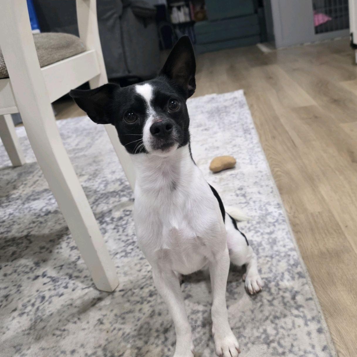 Enlarge Oakland, a Adoptable mixed breed in Copiague, NY image 6/6