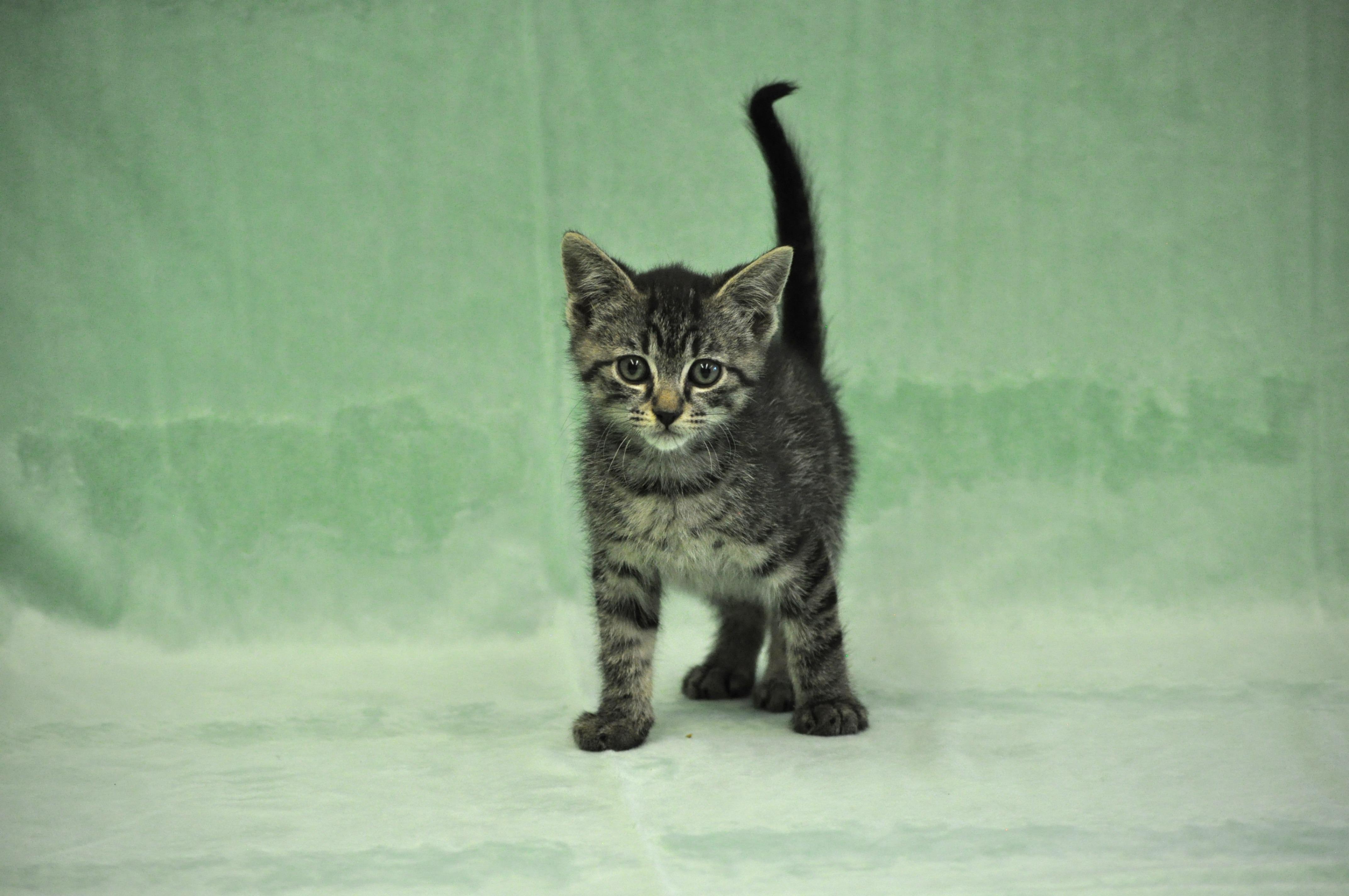 Remus, a ADOPTABLE mixed breed in Union Gap, WA image 3/5