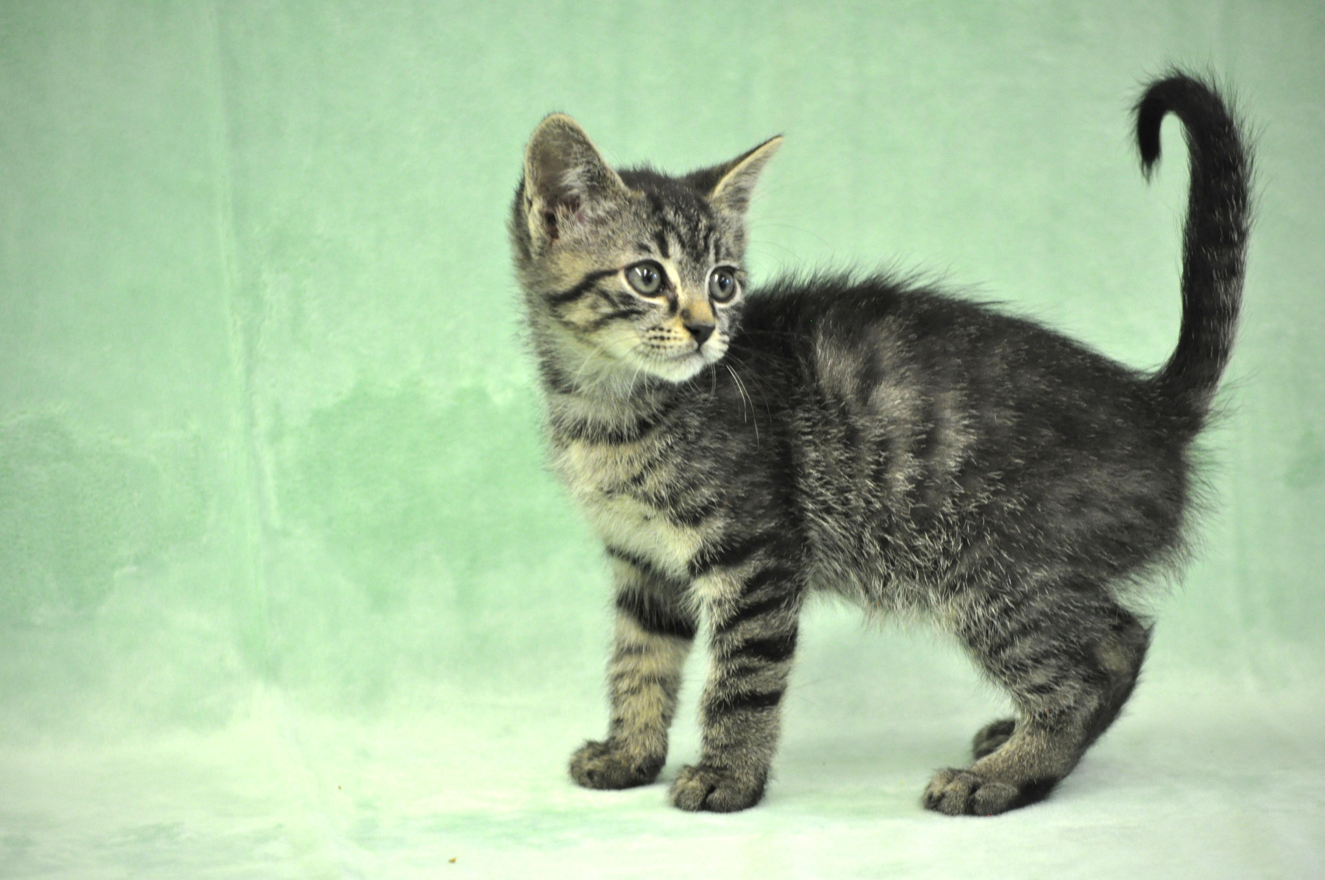 Remus, a ADOPTABLE mixed breed in Union Gap, WA image 1/5